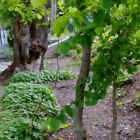 Lurd Family Lozenets