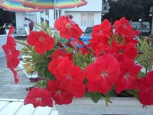 Hotel Lurd Family 2*